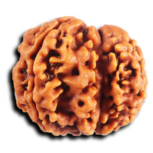 Load image into Gallery viewer, 1 Mukhi Savar Rudraksha from Nepal - Bead No. 84
