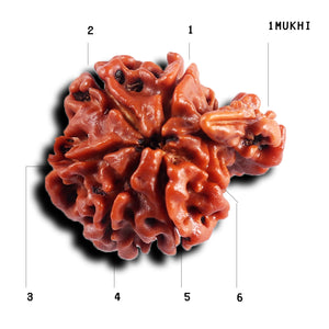 1 Mukhi Savar Rudraksha from Nepal - Bead No. 86