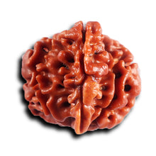 Load image into Gallery viewer, 1 Mukhi Savar Rudraksha from Nepal - Bead No. 86
