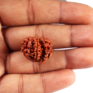 1 Mukhi Savar Rudraksha from Nepal - Bead No. 86