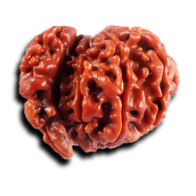 Load image into Gallery viewer, 1 Mukhi Savar Rudraksha from Nepal - Bead No. 86
