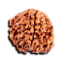 Load image into Gallery viewer, 1 Mukhi Savar Rudraksha from Nepal - Bead No. 87
