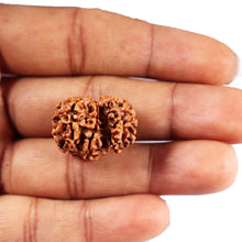 Load image into Gallery viewer, 1 Mukhi Savar Rudraksha from Nepal - Bead No. 87
