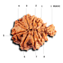 Load image into Gallery viewer, 1 Mukhi Savar Rudraksha from Nepal - Bead No. 88
