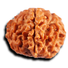 Load image into Gallery viewer, 1 Mukhi Savar Rudraksha from Nepal - Bead No. 88
