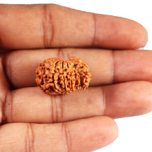 Load image into Gallery viewer, 1 Mukhi Savar Rudraksha from Nepal - Bead No. 88
