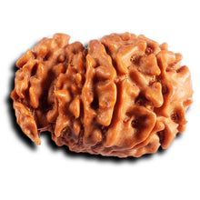 Load image into Gallery viewer, 1 Mukhi Savar Rudraksha from Nepal - Bead No. 88
