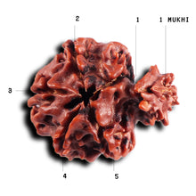 Load image into Gallery viewer, 1 Mukhi Savar Rudraksha from Nepal - Bead No. 89
