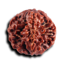 Load image into Gallery viewer, 1 Mukhi Savar Rudraksha from Nepal - Bead No. 89
