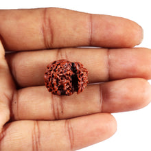 Load image into Gallery viewer, 1 Mukhi Savar Rudraksha from Nepal - Bead No. 89
