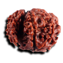 Load image into Gallery viewer, 1 Mukhi Savar Rudraksha from Nepal - Bead No. 89
