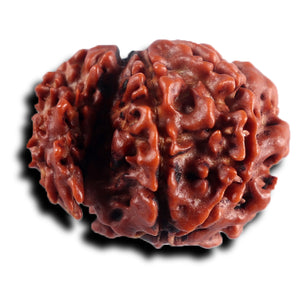 1 Mukhi Savar Rudraksha from Nepal - Bead No. 89