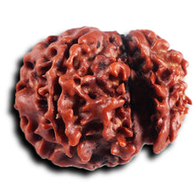 Load image into Gallery viewer, 1 Mukhi Savar Rudraksha from Nepal - Bead No. 89
