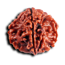 Load image into Gallery viewer, 1 Mukhi Savar Rudraksha from Nepal - Bead No.90
