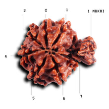 Load image into Gallery viewer, 1 Mukhi Savar Rudraksha from Nepal - Bead No.90
