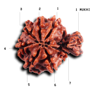 1 Mukhi Savar Rudraksha from Nepal - Bead No.90