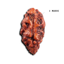 Load image into Gallery viewer, 1 Mukhi  Rudraksha from Indonesia - Bead No.156
