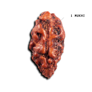 1 Mukhi  Rudraksha from Indonesia - Bead No.156