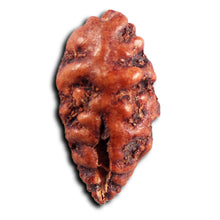 Load image into Gallery viewer, 1 Mukhi  Rudraksha from Indonesia - Bead No.156
