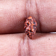 Load image into Gallery viewer, 1 Mukhi  Rudraksha from Indonesia - Bead No.156
