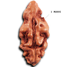 Load image into Gallery viewer, 1 Mukhi  Rudraksha from Indonesia - Bead No.157
