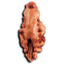 Load image into Gallery viewer, 1 Mukhi  Rudraksha from Indonesia - Bead No.157
