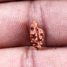 Load image into Gallery viewer, 1 Mukhi  Rudraksha from Indonesia - Bead No.157
