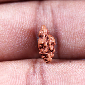 1 Mukhi  Rudraksha from Indonesia - Bead No.157