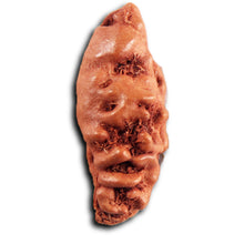 Load image into Gallery viewer, 1 Mukhi  Rudraksha from Indonesia - Bead No.157
