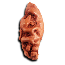 Load image into Gallery viewer, 1 Mukhi  Rudraksha from Indonesia - Bead No.157
