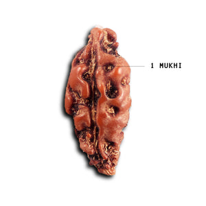 1 Mukhi  Rudraksha from Indonesia - Bead No.158