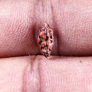 1 Mukhi  Rudraksha from Indonesia - Bead No.158