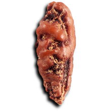 Load image into Gallery viewer, 1 Mukhi  Rudraksha from Indonesia - Bead No.158
