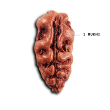 Load image into Gallery viewer, 1 Mukhi  Rudraksha from Indonesia - Bead No.165
