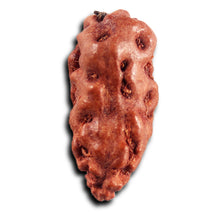 Load image into Gallery viewer, 1 Mukhi  Rudraksha from Indonesia - Bead No.165
