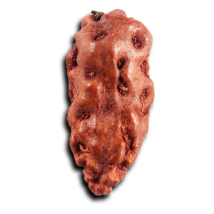 1 Mukhi  Rudraksha from Indonesia - Bead No.165