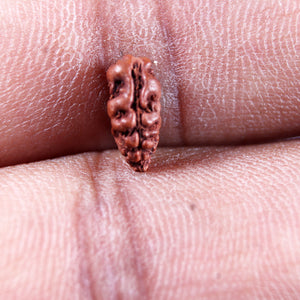 1 Mukhi  Rudraksha from Indonesia - Bead No.165