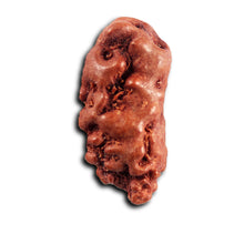 Load image into Gallery viewer, 1 Mukhi  Rudraksha from Indonesia - Bead No.165
