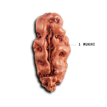 Load image into Gallery viewer, 1 Mukhi  Rudraksha from Indonesia - Bead No.166
