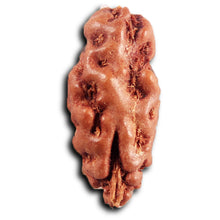 Load image into Gallery viewer, 1 Mukhi  Rudraksha from Indonesia - Bead No.166
