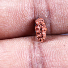 Load image into Gallery viewer, 1 Mukhi  Rudraksha from Indonesia - Bead No.166
