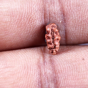 1 Mukhi  Rudraksha from Indonesia - Bead No.166