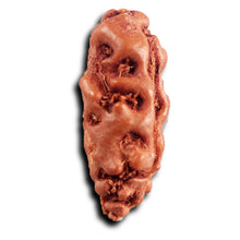 Load image into Gallery viewer, 1 Mukhi  Rudraksha from Indonesia - Bead No.166
