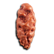 Load image into Gallery viewer, 1 Mukhi  Rudraksha from Indonesia - Bead No.166
