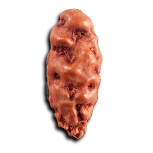 1 Mukhi  Rudraksha from Indonesia - Bead No.166