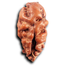 Load image into Gallery viewer, 1 Mukhi  Rudraksha from Indonesia - Bead No.167
