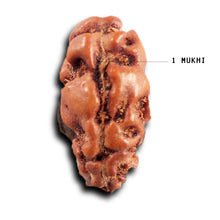 Load image into Gallery viewer, 1 Mukhi  Rudraksha from Indonesia - Bead No.167
