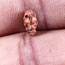 Load image into Gallery viewer, 1 Mukhi  Rudraksha from Indonesia - Bead No.167
