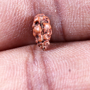 1 Mukhi  Rudraksha from Indonesia - Bead No.167