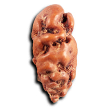 Load image into Gallery viewer, 1 Mukhi  Rudraksha from Indonesia - Bead No.167
